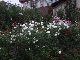 20161013バラ園.JPG