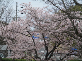 20220403天白公園桜➂.JPG