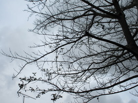 20231118冬の樹.JPG