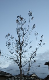 20231217朝の樹.JPG