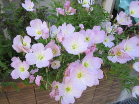 20240515sN.JPG