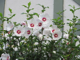 20240702ނ.JPG