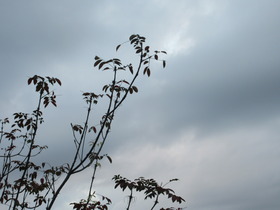 20241104.JPG