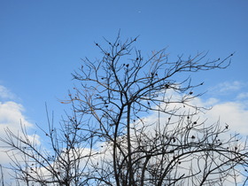 20250107柿樹と青空.JPG