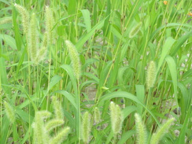 20250705GmROT.JPG