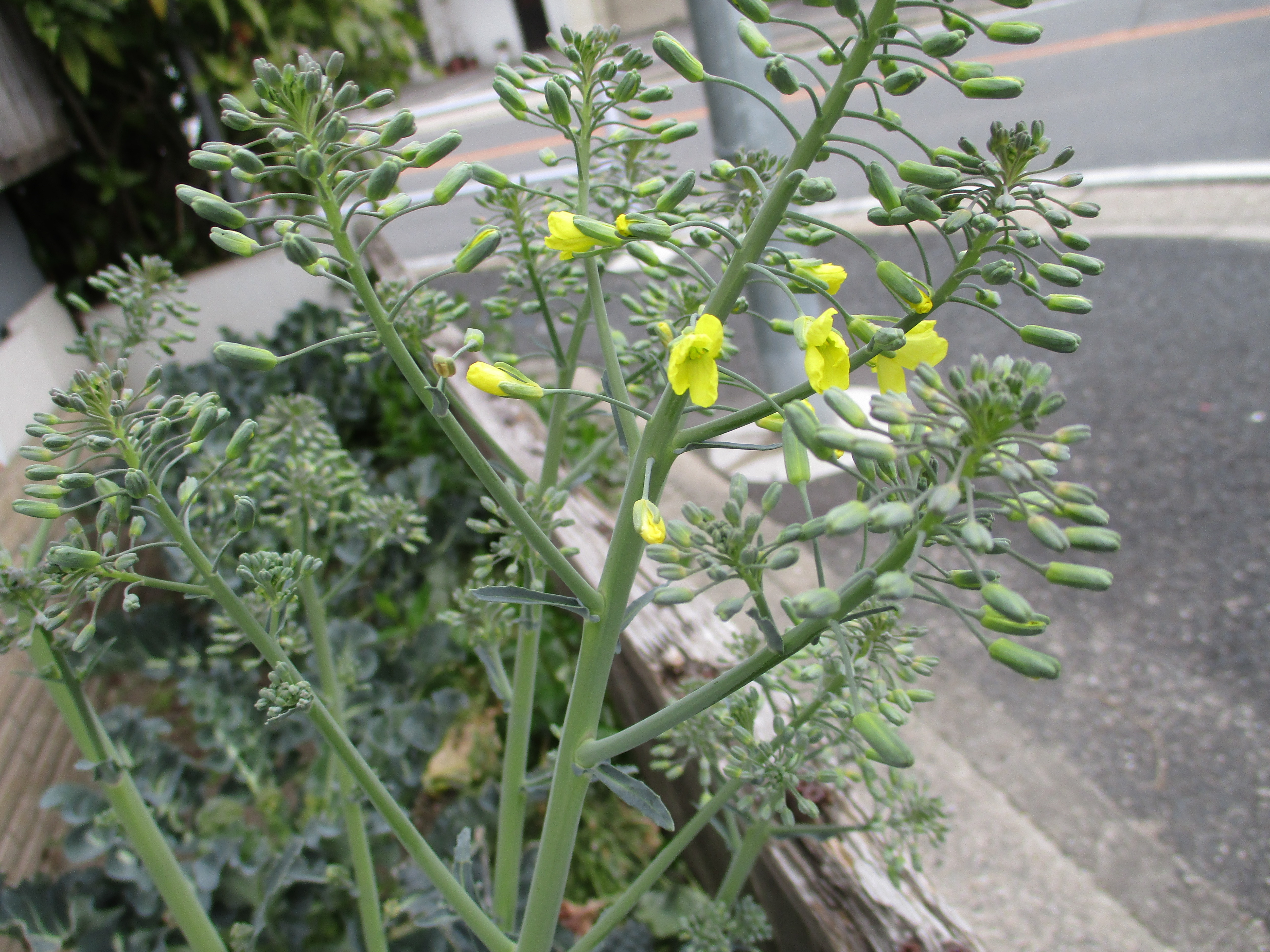 ブロッコリーの花が咲いていた 今日も新しいコト発見